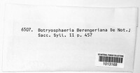 Botryosphaeria berengeriana image